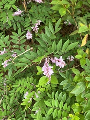 Indigofera tinctoria
