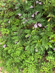Indigofera tinctoria