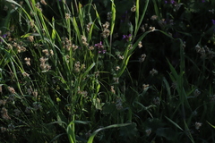 Carex praecox