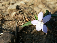 Viola lactea