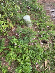 Indigofera tinctoria
