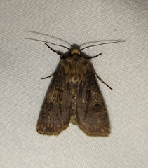 Agrotis puta