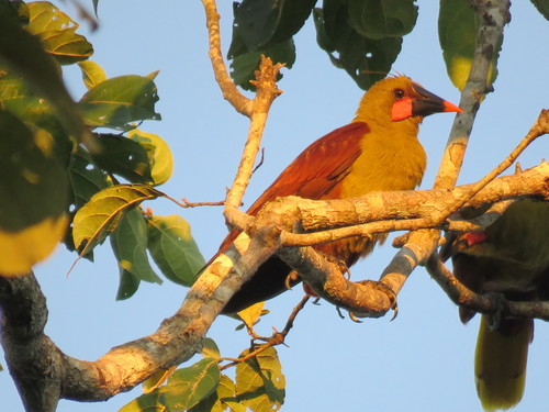 Olive Oropendola (Psarocolius bifasciatus), photo 10