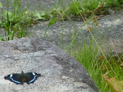 Kaniska canace nojaponicum