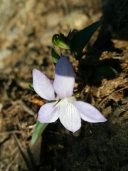 Viola lactea