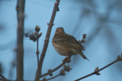 Anthus trivialis