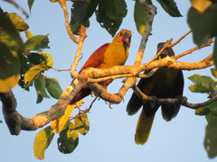 Psarocolius bifasciatus