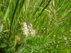 Apioideae