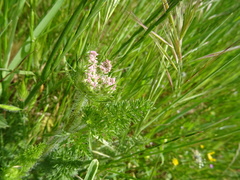 Apioideae