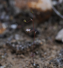 Nemacladus secundiflorus robbinsii