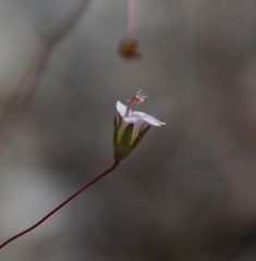 Nemacladus secundiflorus robbinsii
