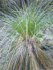 Carex secta