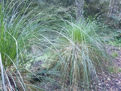Carex secta