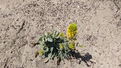 Thelypodiopsis aurea