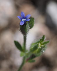 Allophyllum gilioides violaceum