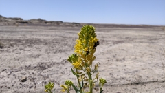 Thelypodiopsis aurea