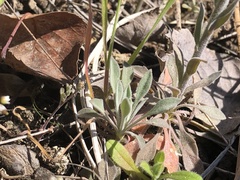 Boechera pendulocarpa