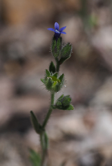 Allophyllum gilioides violaceum