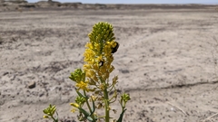 Thelypodiopsis aurea