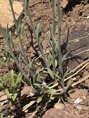 Boechera pendulocarpa