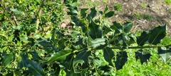 Ilex aquifolium