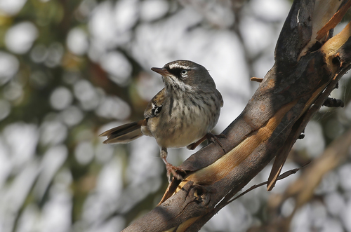 Nullarbor Coast Spotted Scrubwren (Subspecies Sericornis frontalis