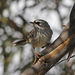 Southern Spotted Scrubwren - Photo (c) Kris Bernard, some rights reserved (CC BY-NC), uploaded by Kris Bernard