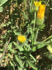 Heterotheca canescens