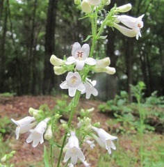 Penstemon laevigatus