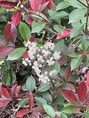 Photinia floribunda