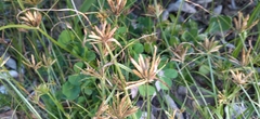 Cyperus brevis