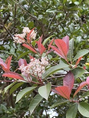 Photinia floribunda