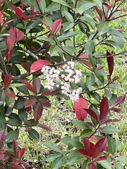 Photinia floribunda