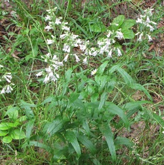 Penstemon laevigatus