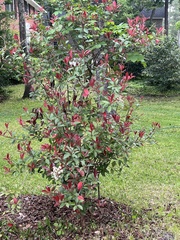 Photinia floribunda