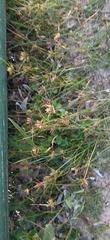 Cyperus brevis