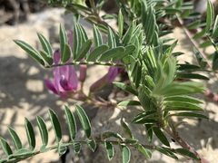 Astragalus crassicarpus