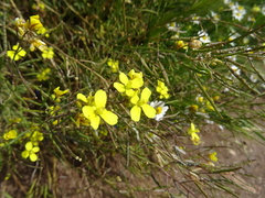 Diplotaxis tenuifolia
