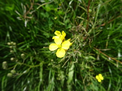 Diplotaxis tenuifolia