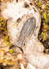 Orthocerus clavicornis