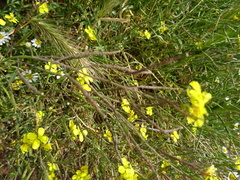 Diplotaxis tenuifolia