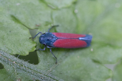 Cardioscarta flavifrons