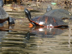 Pseudemys rubriventris