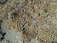 Azorella ruizii