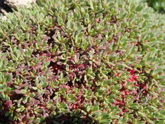 Limonium obtusifolium