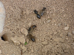 Colletes cunicularius