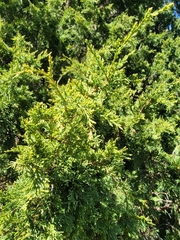 Juniperus maritima