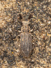 Orthocerus clavicornis