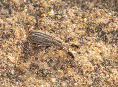 Orthocerus clavicornis