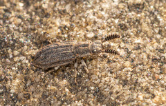 Orthocerus clavicornis